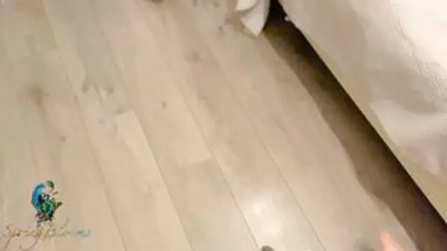 SpringBlooms - Slips His Cock in Stepsister's Pussy Whi